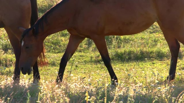 Horse is walking on grass. Hoofed animal of brown color. Stallion of wild breed. Nature is my home.