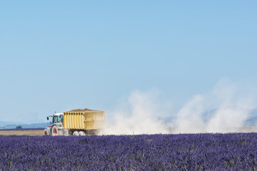 Fototapeta premium Lavender harvesting in Provence, France