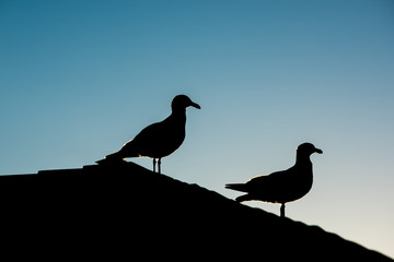 Silhouette of two seagulls perched on roof during sunset against blue sky