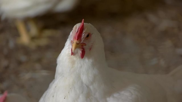 Hen of white color. Poultry on blurred background. Bird grown in good conditions. Chicken at the farm.