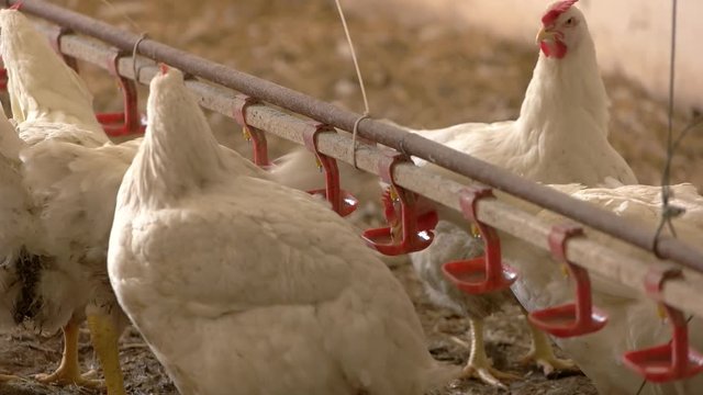 White hen drinks water. Poultry is walking. Henhouse at the farm. Sale of broilers brings profit.