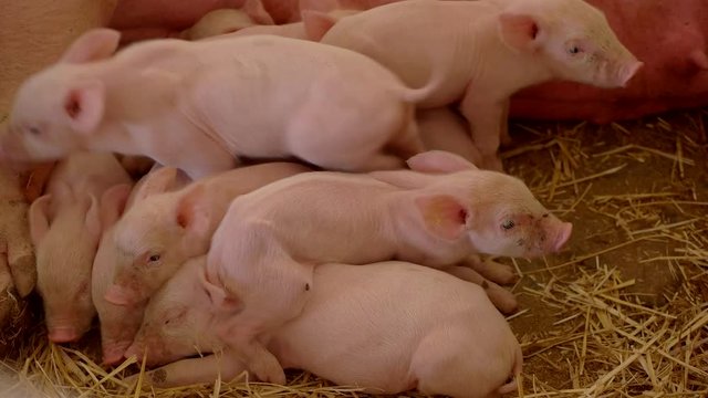 Piglets lying on straw. Pigs near a sow. Piggies sleeping in the barn. Animals live on a schedule.