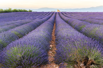 Fototapeta na wymiar Lavender field at sunset in Provence