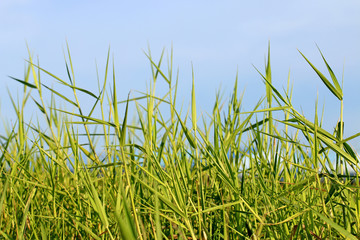 green grass with blue sky