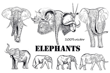 Collection of vector engraved African elephants animals