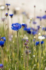 Centaurea cyanus flowers