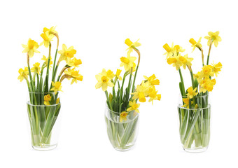 Yellow narcissus flower isolated