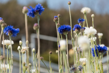 Centaurea cyanus flowers