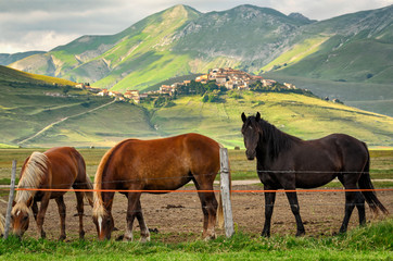 Castelluccio di Norcia (Umbria)