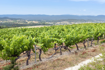 Fototapeta na wymiar Vineyard in the Provence, France