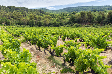 Fototapeta na wymiar Vineyard in the Provence, France