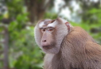 cute monkey in Thailand