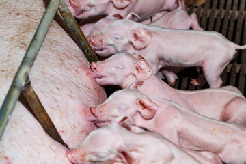 Newborn piglets are trying to suckle from its mother pig. Scramb