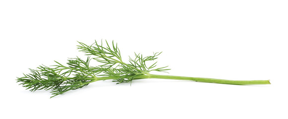 Dill herb isolated