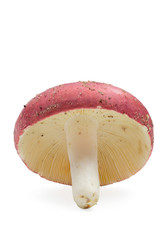 Red mushrooms Isolate with clipping path