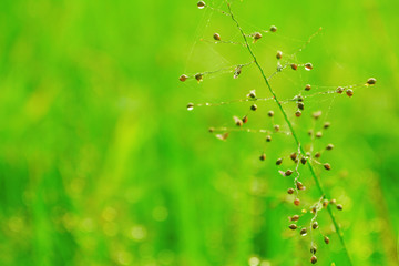 fresh green grass flower with dew drops background