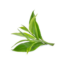 Green tea leaf isolated on white