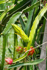 dragon fruit in the garden