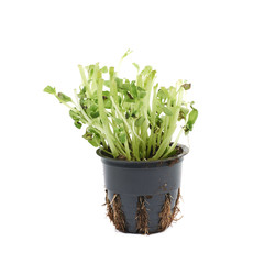 Basil plant in a pot isolated