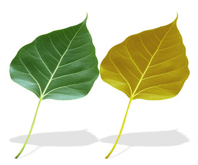 Fototapeta premium Leaves