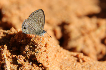 Butterfly on sand, The Tailless Lineblue.