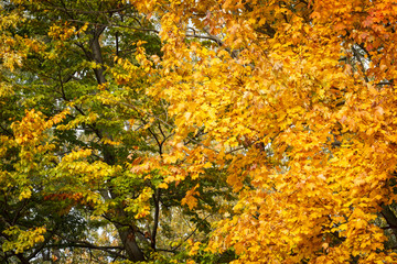 Trees with green and orange leaves in autumn park
