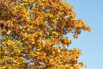 Trees with orange leaves on blue sky background