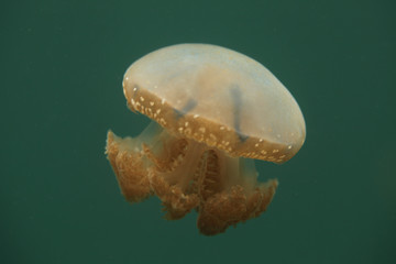 underwater world -  jellyfish Phyllorhiza punctata swimming