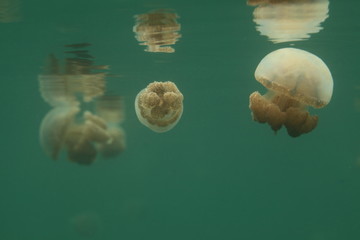 underwater world - group of  jellyfish Phyllorhiza punctata swimming