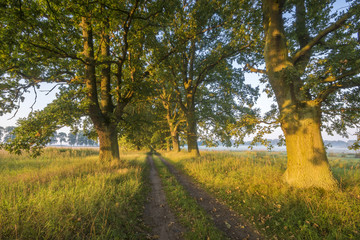 Oak alley in the light of the rising sun
