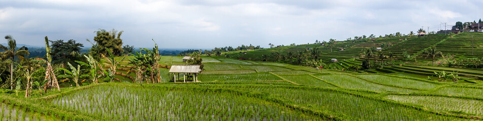 Fototapeta premium Rice fields, Jatiluwih, Bali, Indonesia