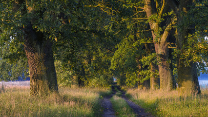 Oak alley in the light of the rising sun
