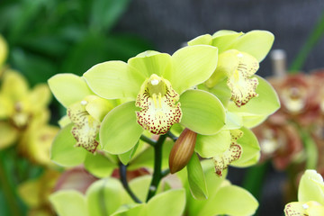 Yellow mint orchids