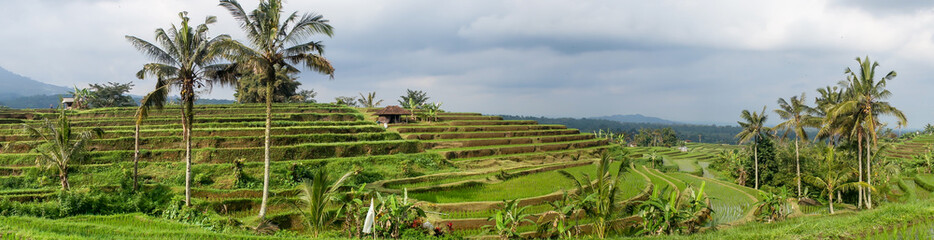 Rice fields panorama, Bali, Indonesia © Suzanne Plumette