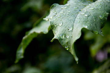 water drop on leaves, selective focus, low key ,after rain