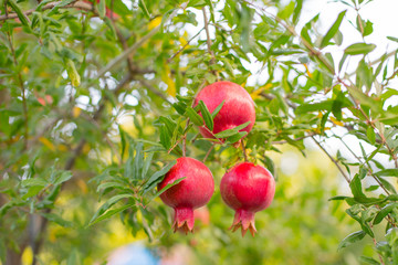 Pomegranate fruits on the tree with green leaves
