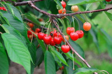 ripe red cherry on the tree