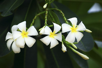 yellow plumeria  flower