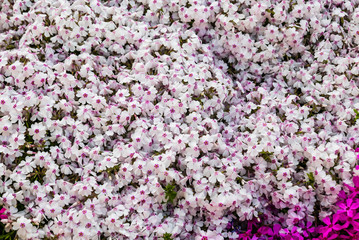 Obraz premium Beautiful background of small phloxes flowers