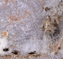 fragment of not fresh mouldy bread