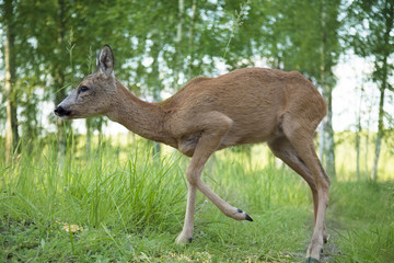 Wild roe deer in the forest