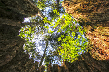 View of sky from huge stump