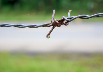 water eat barbed wire