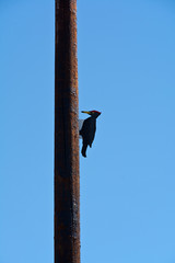  Wooden sculptures of woodpecker on a pole
