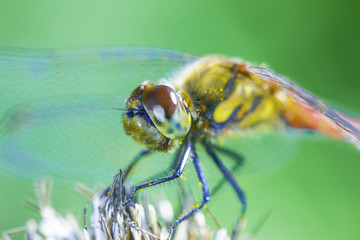 赤トンボ © ducati400rr
