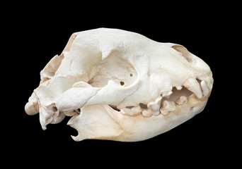 Spotted Hyaena skull isolated on black background with path