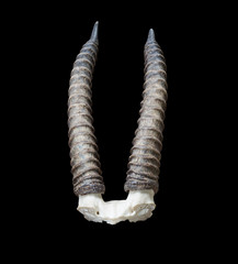Thomson's gazelle horns isolate on black background with path