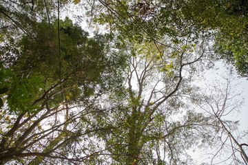Nature spring summer background with green leaves branch and sunlight.
