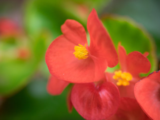 Fototapeta premium Wox begonia