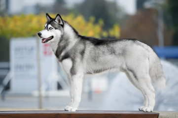 Portrait of Siberian Husky